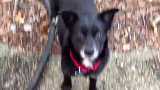 Misty Texas www.ehrdogs.org