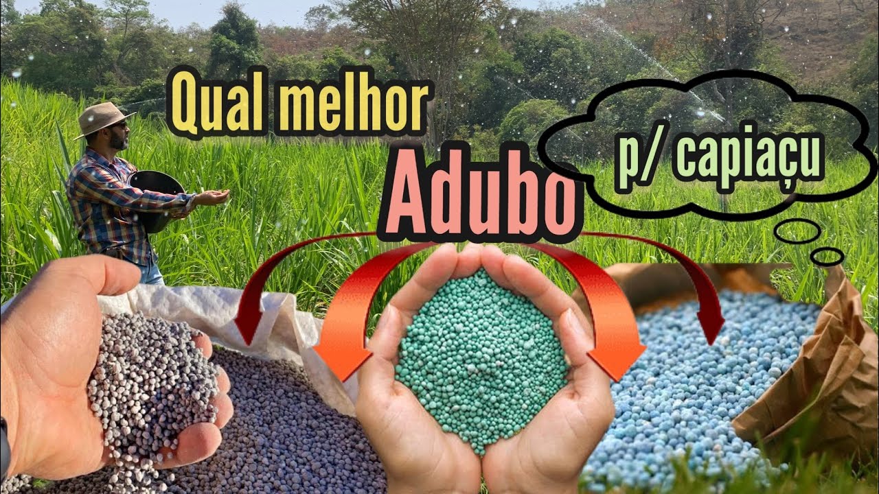 QUAL O MELHOR ADUBO E A HORA CERTA PARA ADUBAR SEU CAPIAÇU | DEMOSTRANDO NA PRÁTICA.