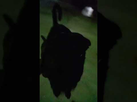 Dog love #shorts #shortsviral #doglover # dog