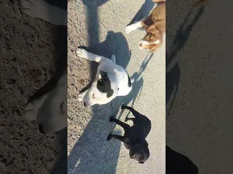 cute puppies enjoying