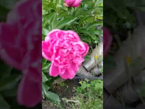 Dimetil Gidrozin. flowers for Elahe!:))