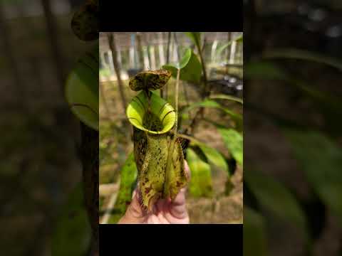 Nepenthes hookeriana 120725