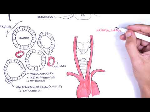 Anatomía de la glándula tiroides: (embriología, suministro de sangre, drenaje venoso, inervación, histología)