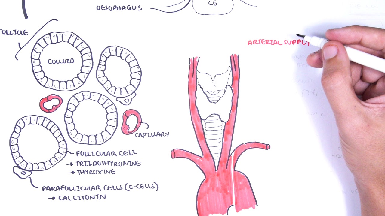 Thyroid Gland Anatomy - (embryology, blood supply, venous drainage, innervation, histology)