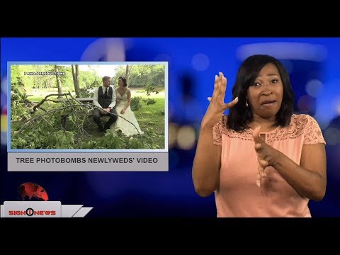 Tree photobombs newlyweds’ video (ASL - 7.6.18)