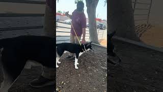 Video preview image #1 Siberian Husky Puppy For Sale in Pasadena, CA, USA
