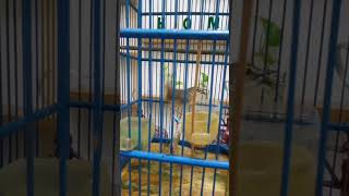 Download lagu CIGUN NGAMUK NGENTROK mp3