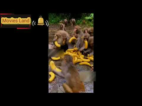 TOP 😻FUNNY Aren't monkeys just the funniest? - Funny 😀 monkey compilation🐒🐒🐒