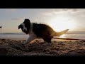 Funny Dog