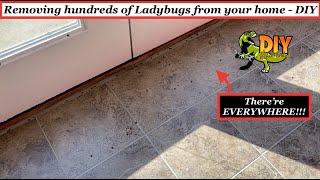 STOP ladybugs from getting inside home - DIY fix