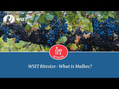 WSET Bitesize - What is Malbec?