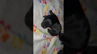 Chipoo Puppies Videos