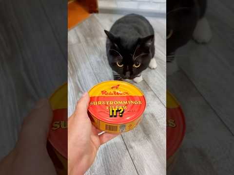 People Actually Eat This Fermented Fish?!🐟