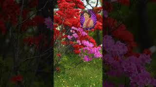 Download lagu Cicih Cangkurileung Sarikaya mp3 Download lagu Cicih Cangkurileung Sarikaya mp3