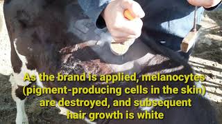 Identification Systems in Animal Production "Cattle Branding" [Freeze Branding]