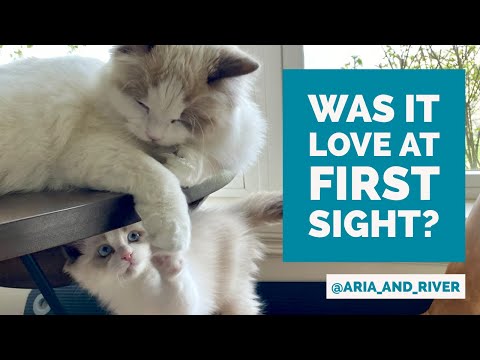 Aria Meets River! Ragdoll kittens meet for the first time.