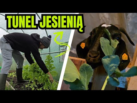 AUTUMN CLEANING and GOAT TESTERS | COUNTRY LIFE