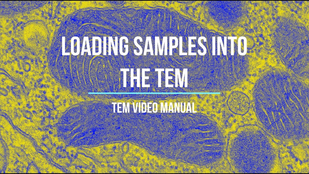 Chapter 4 - TEM Video Manual - Sample loading