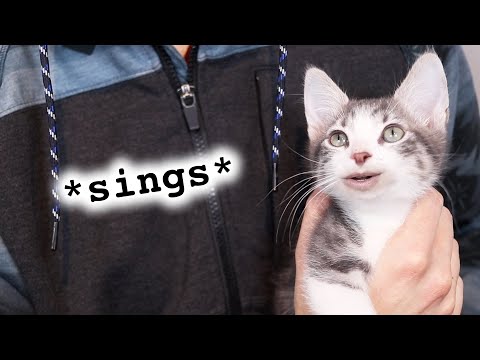 YouTube video about: When your cat writes a song?