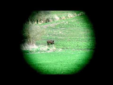 Polowanie na dziki Wild Boar hunting