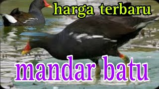 Download lagu harga burung mandar batu dari loloh sampai prestasi 2023 mp3 Download lagu harga burung mandar batu dari loloh sampai prestasi 2023 mp3