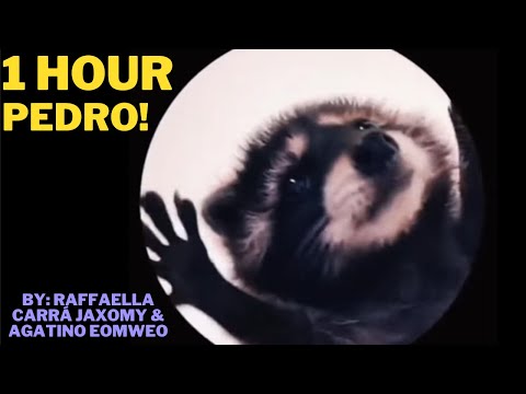 1 Hour - Pedro-Pedro-Pedro! | Raffaella Carrà | Jaxomy Remix | Pedro The Dancing Racoon!