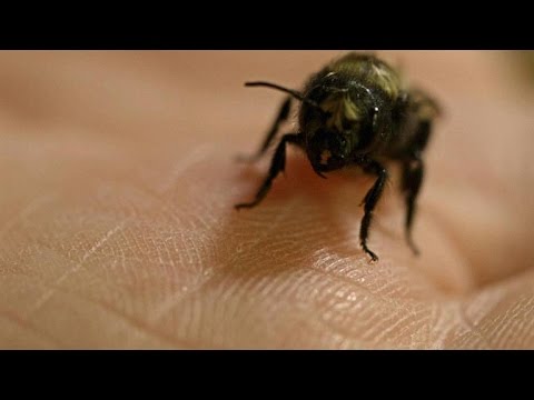 This Bee Works 50 Times Harder than the Honey Bee