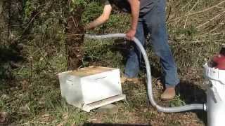 preview picture of video 'Honey bee swarm capture. Using a saw and an owens bee vac. Spring of 2014.'