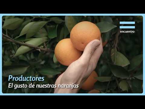 PRODUCCIÓN de NARANJAS: de la planta al mercado | Productores | Encuentro