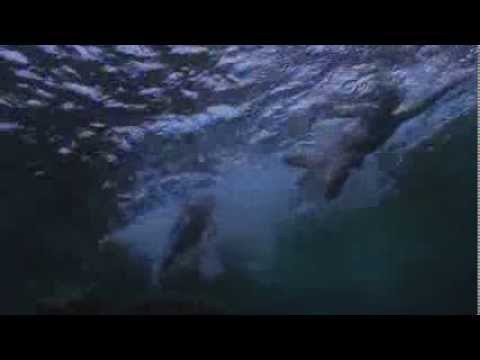 Алексей Рыбников - "Охота на акул"