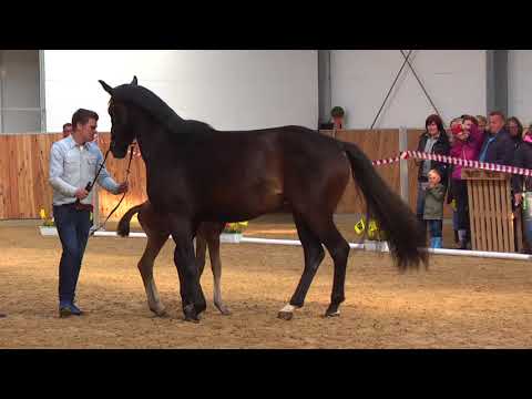 22 Hengstfohlen v. Estobar