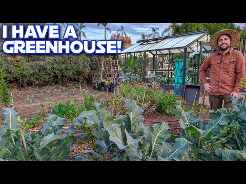 ミニトマトの品種選びと苗の購入