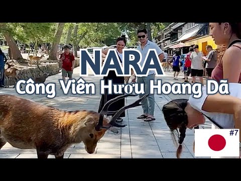 Hươu hoang dã song thân thiện với người.