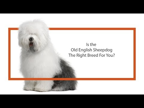 Old English Sheepdog Breed Video
