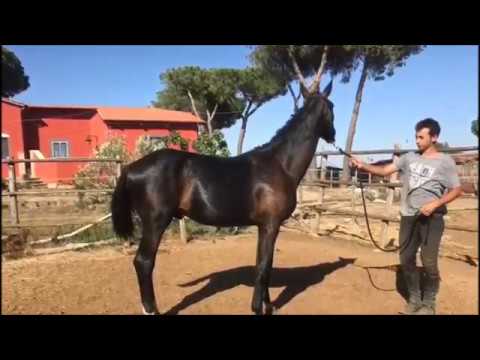 N°6- m, 2016 da DIATENDRO e BROWN SUGAR VDH