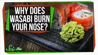 Why Does Wasabi Burn Your Nose?