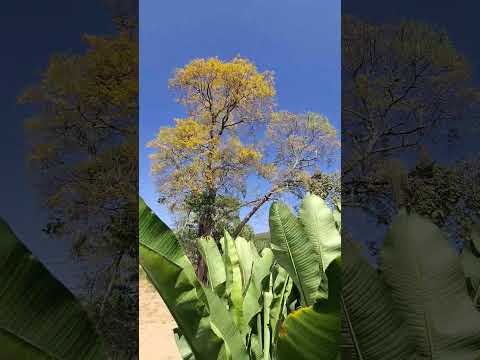 #2026 #viral #shortsvideos #shorts #pavão #fyy #aracoiaba #ceará #top