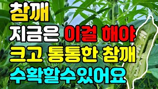 참깨 빈꼬투리 안생기게 하려면 확실히 잘라줘야 통통한 참깨 수확해요 지금 꼭 순치기 해주세요. 참깨재배, 참…