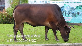 昂坪廣場牛隻進食青草