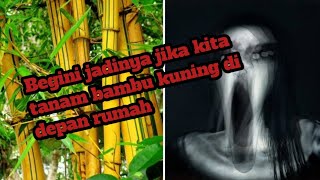 Download lagu 4 FAKTA BAMBU KUNING DI DEPAN RUMAH #misteri #mitos #viral mp3