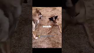 She Wolf Corrects a Misbehaving Belgian Malinois! 😒