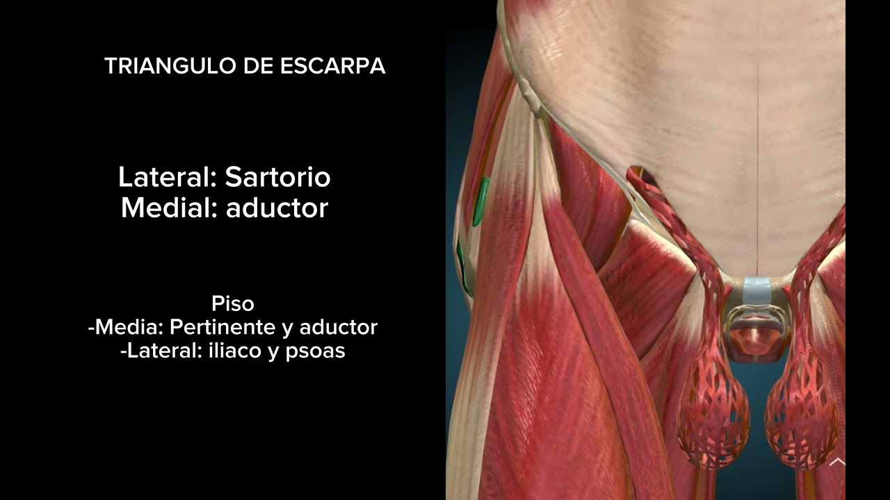 Triángulo de Scarpa