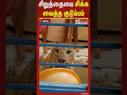 சிறுத்தையை சிக்க வைத்த குடும்பம்.. சீறி பாய்ந்து பயமுறுத்திய காட்சி.. #shorts