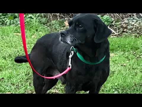 Izzy, an adopted Pug Mix in Kittanning, PA_image-1