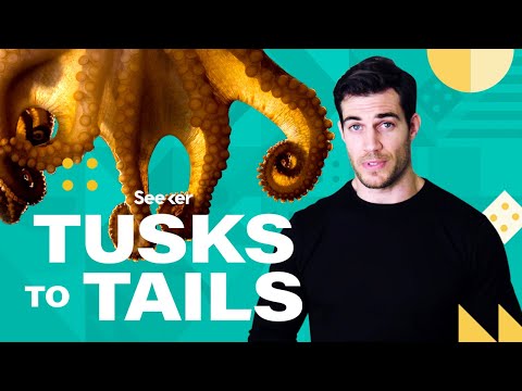 タコは匂いを嗅ぎ、感じ、腕で考えることができますが、何を待っていますか？ (Octopuses Can Smell, Feel, AND Think With Their Arms, Wait What?)