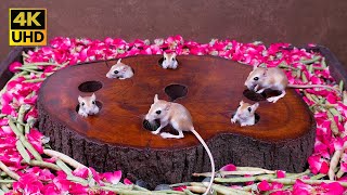 4K Cat TV to Mesmerize Your Cats |  Mice Hide & Seek fun from Tree Stump Holes