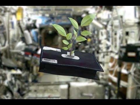 Space Plants - How Are They Adapting?