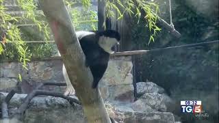 TG5 Ed. 8:00 del 23 settembre 2025 - Nuovi arrivi al Parco Zoo di Falconara