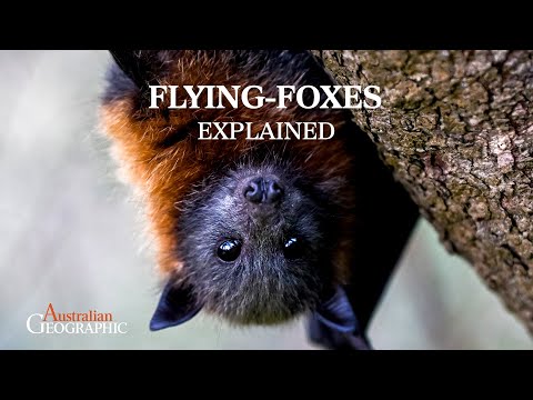 解説：なぜオーストラリアのオオコウモリの数は減少しているのか？ (EXPLAINED: Why are Australia's flying-fox numbers declining?)
