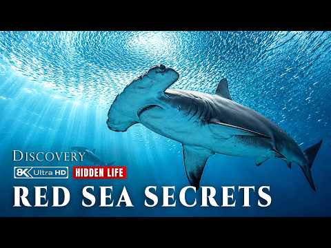 Red Sea Secrets